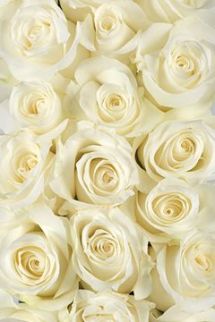 yellow roses via calyx flowers